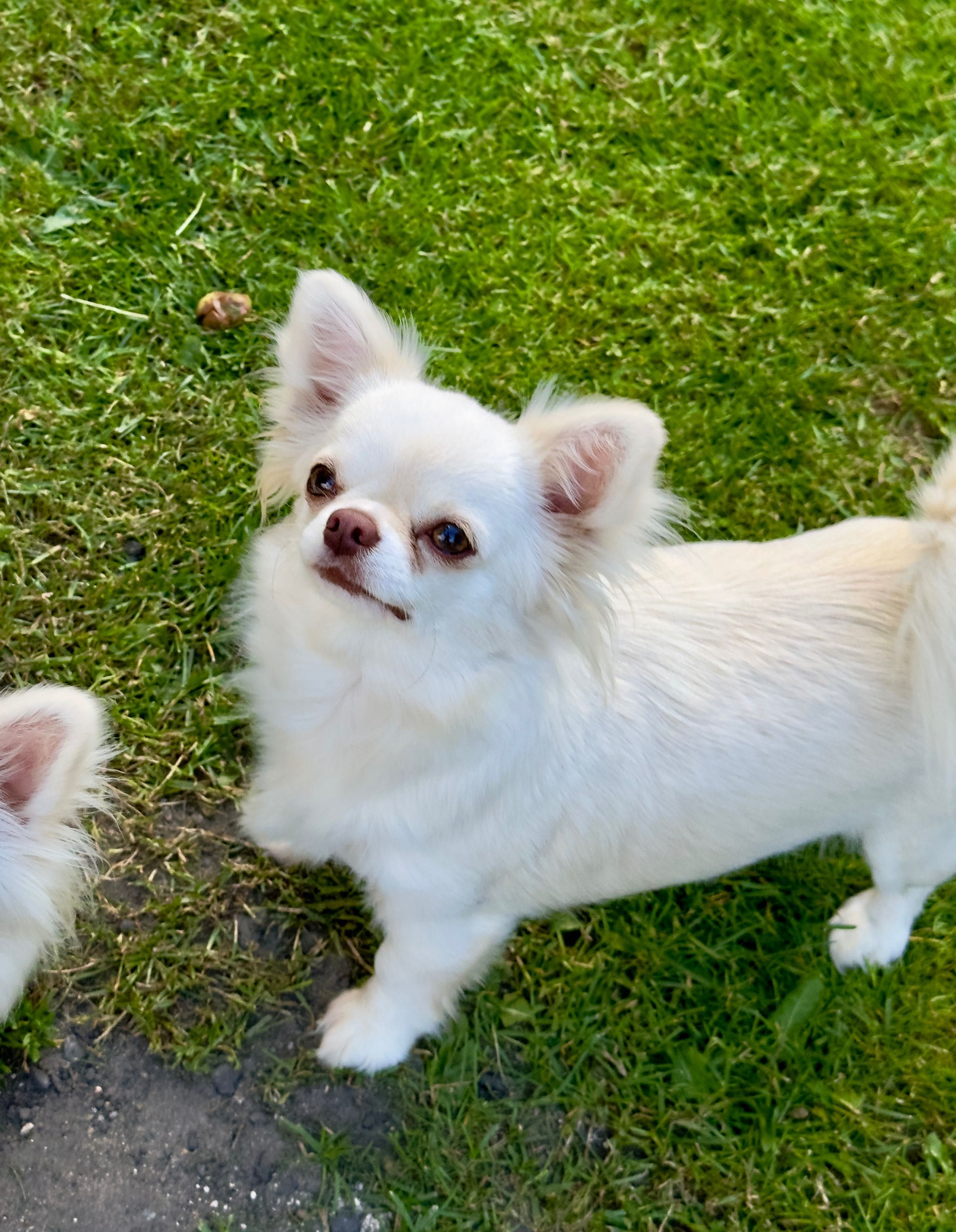 Suczka chihuahua długowłosy FCI
