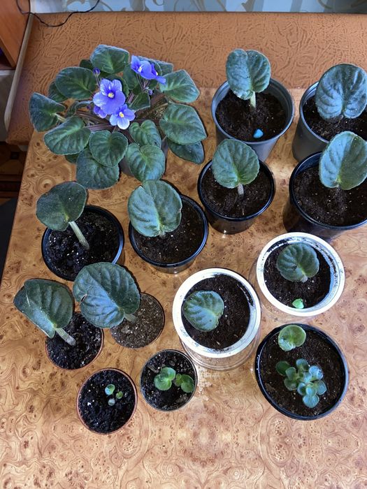 Фиалка голубая-синяя