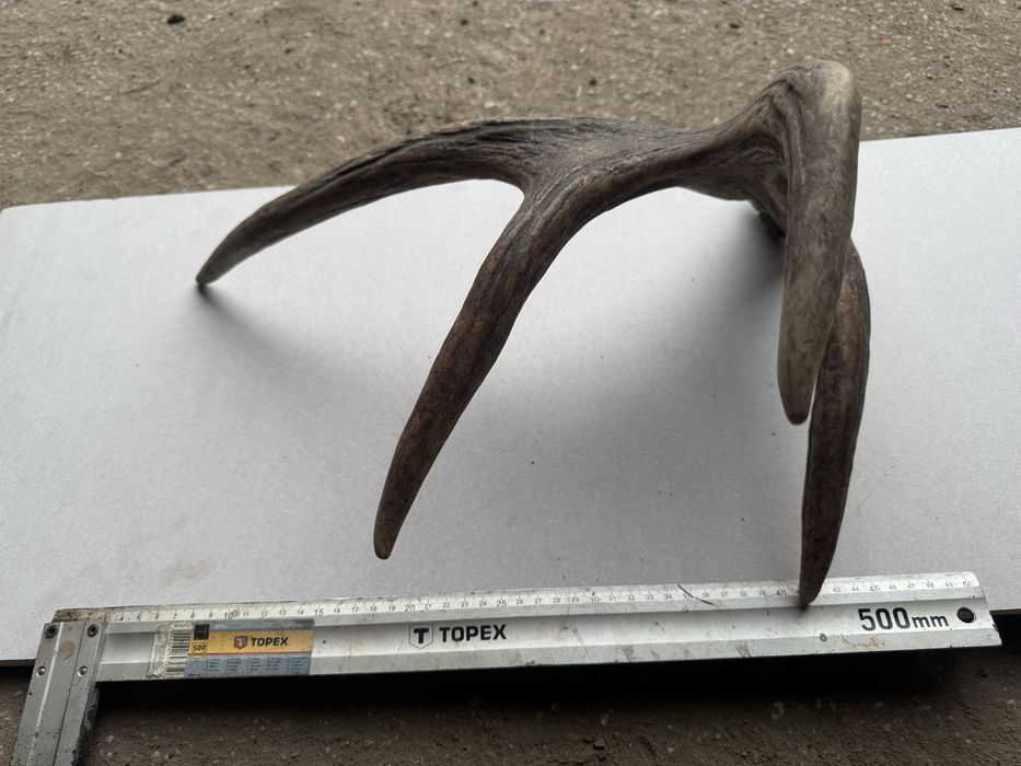 Poroże Łosia łopata 50 cm