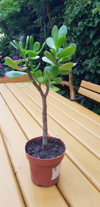 Drzewko szczęścia grubosz