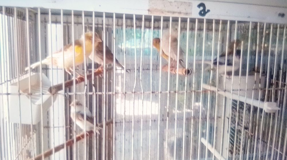 Vendo Canários Timbrado Espanhol, e Amarelos Belga.