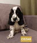 Cocker spaniel angielski piesek biało czarny