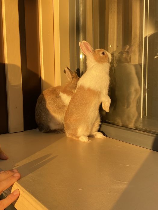 Продам кроликов