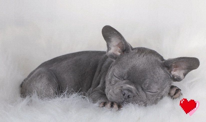 Розкішна дівчинка блакитного окраса