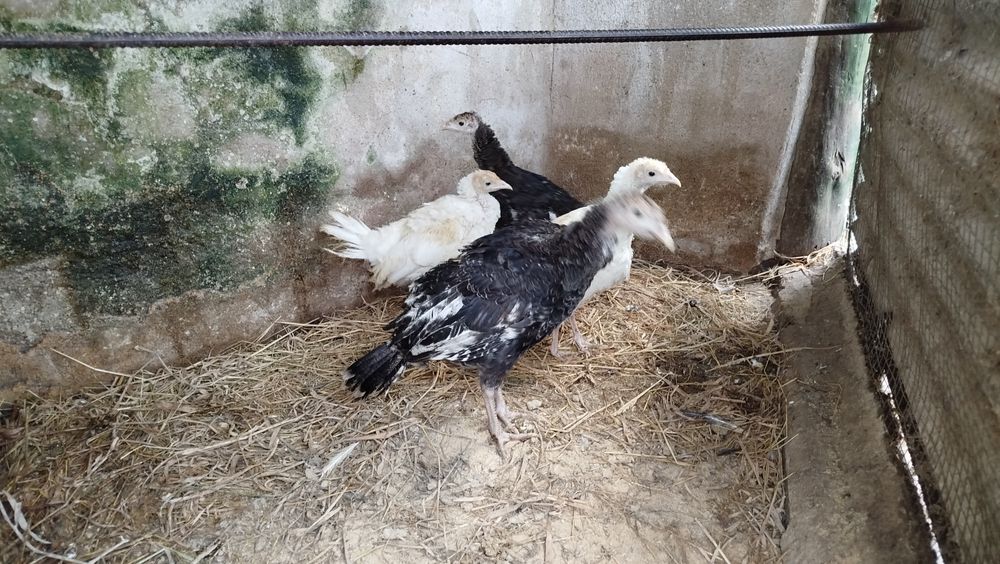 Perus jovens já grandes