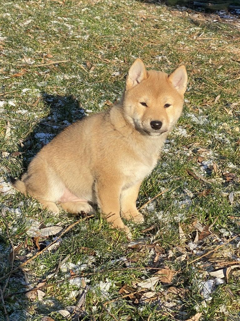 Shiba inu dziewczynka