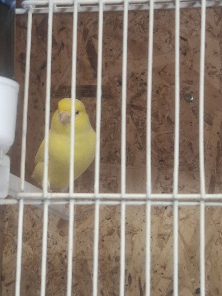 Canario macho amarelo 2024