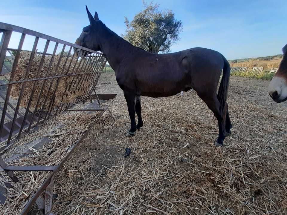 vendo macho castrado com 4 anos