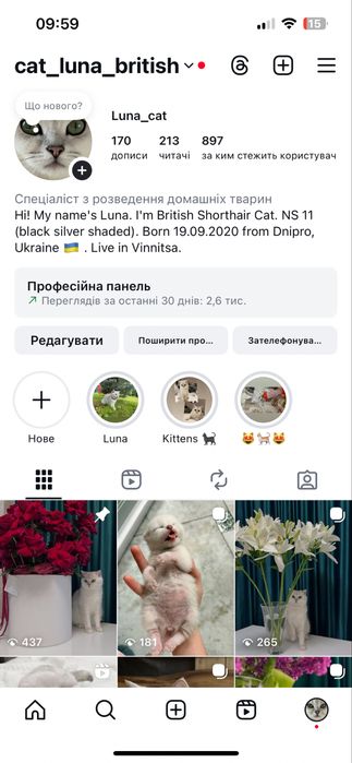 кошеня британська короткошерста срібна шиншила