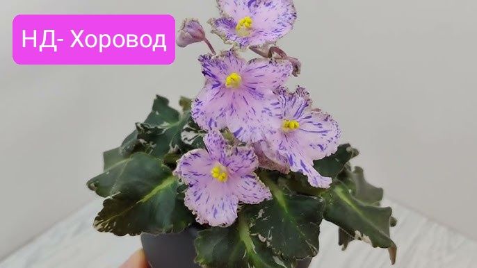 Набір фіалки, дітки фиалки,сенполія