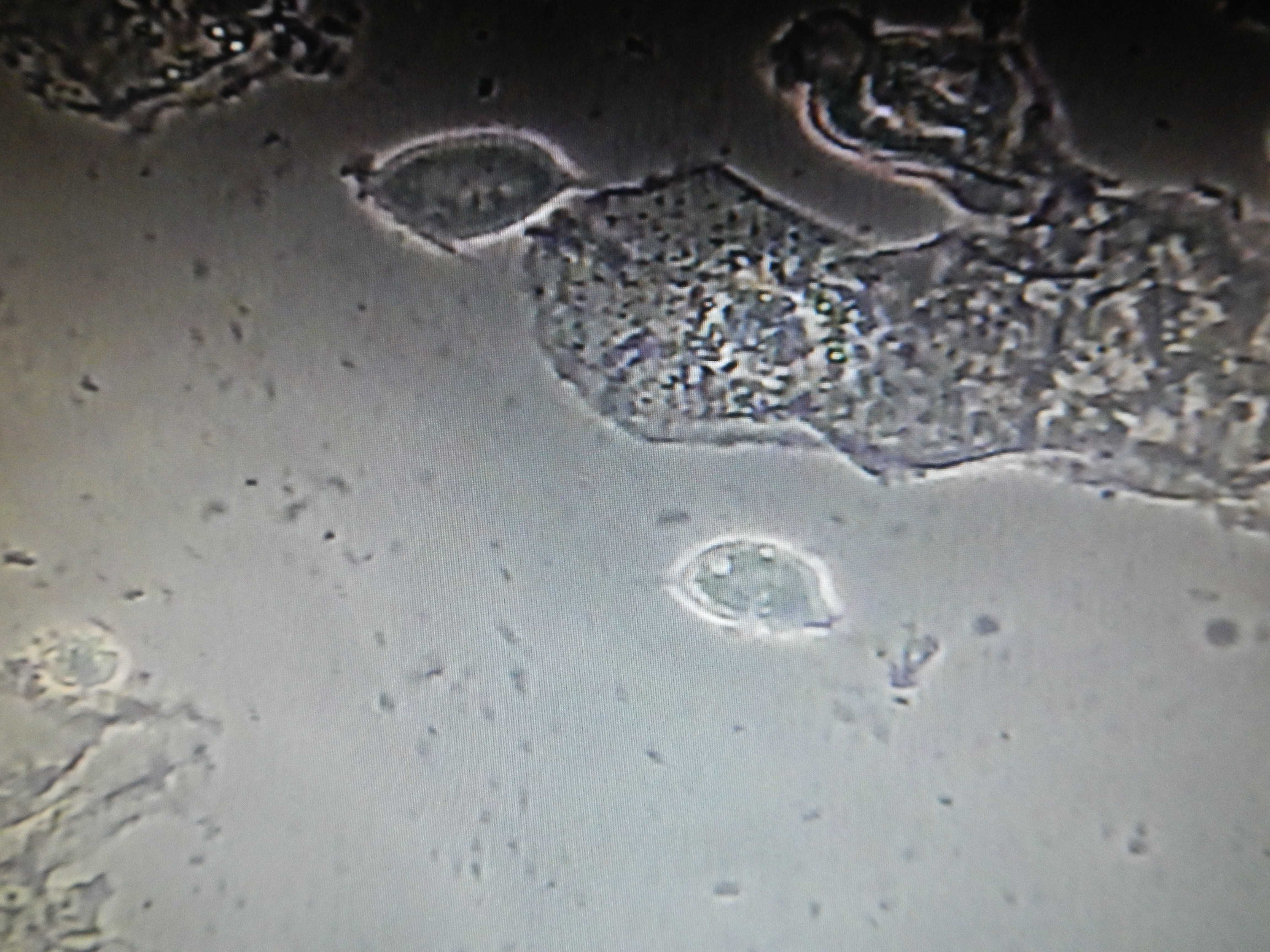 Mikroskop kontrastowo-fazowy NOWA CENA