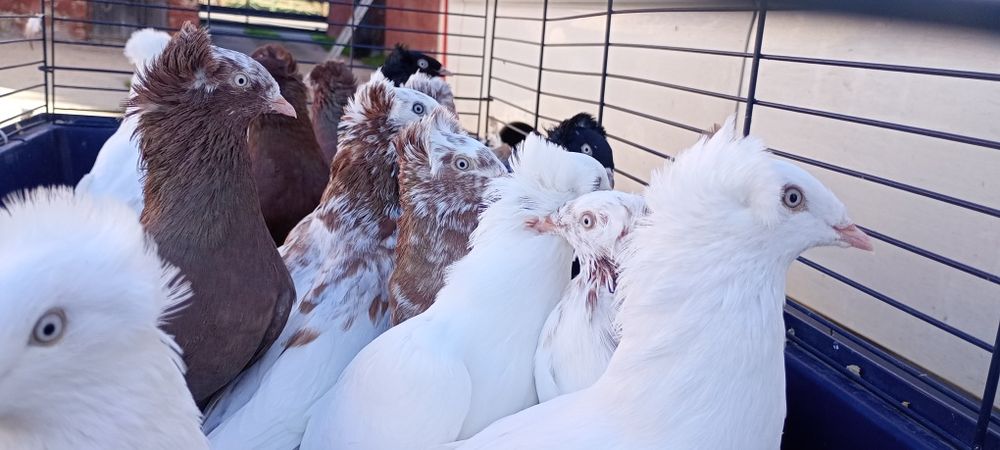 Sokoły Gdańskie , Sokół Gdański