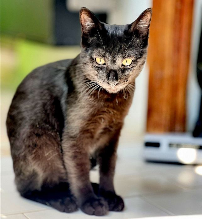 Gatinhos para adopção