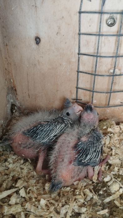 Bebés de Caturra criar a mão