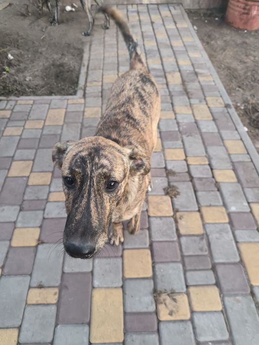 Собані шукають відповідальну родину