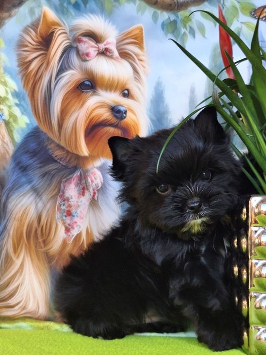 Yorkshire terrier czarny z paszportem i rodowodem