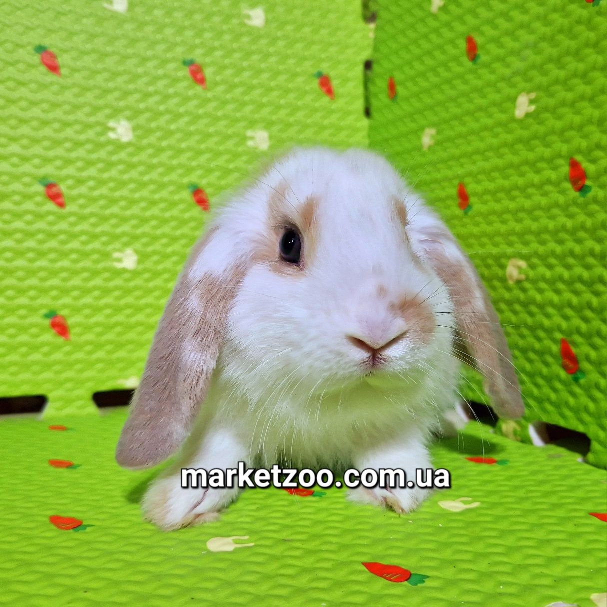 Mini lop вислоухие баранчики карликовые кролики беленький