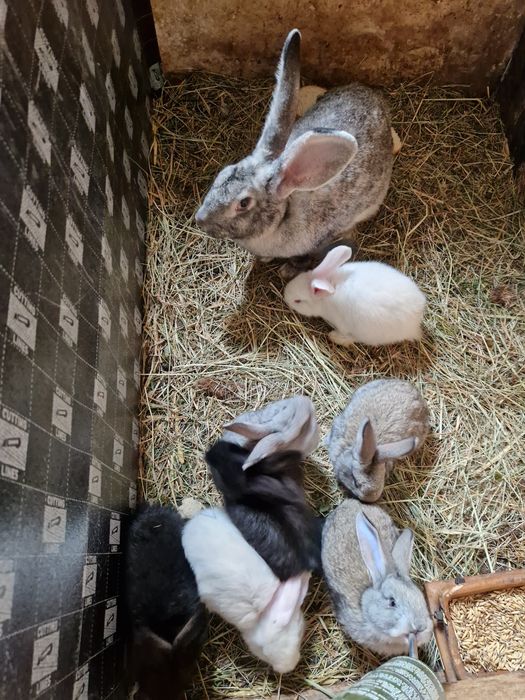 Tuszki krolika młode