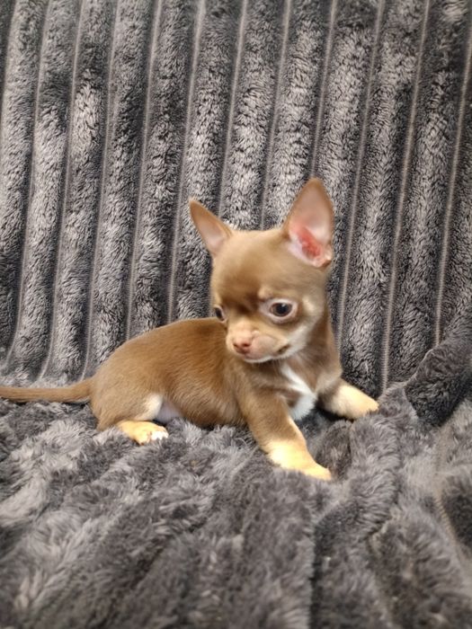 Чудові малюки чихуахуа