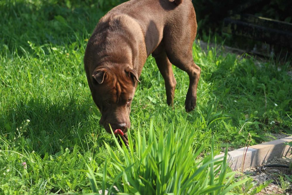 YUKI szuka domu. Pokochaj