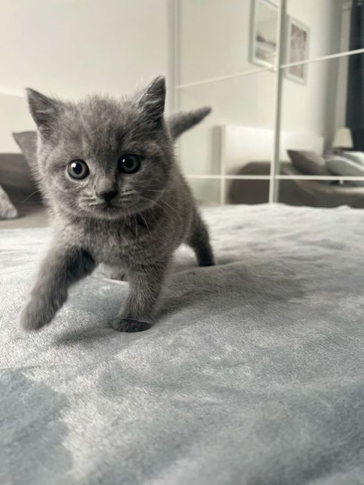 Британські котики, прямовухі кошенята