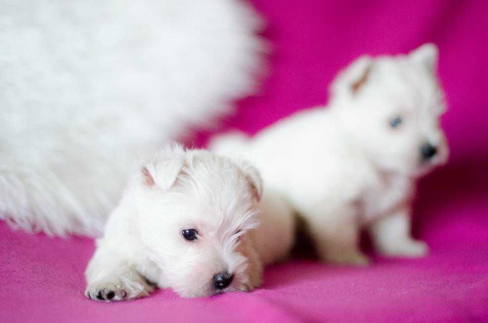 West Highland White Terrier - suczka ;)