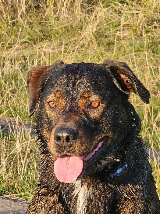 Вязка, ищим девочку