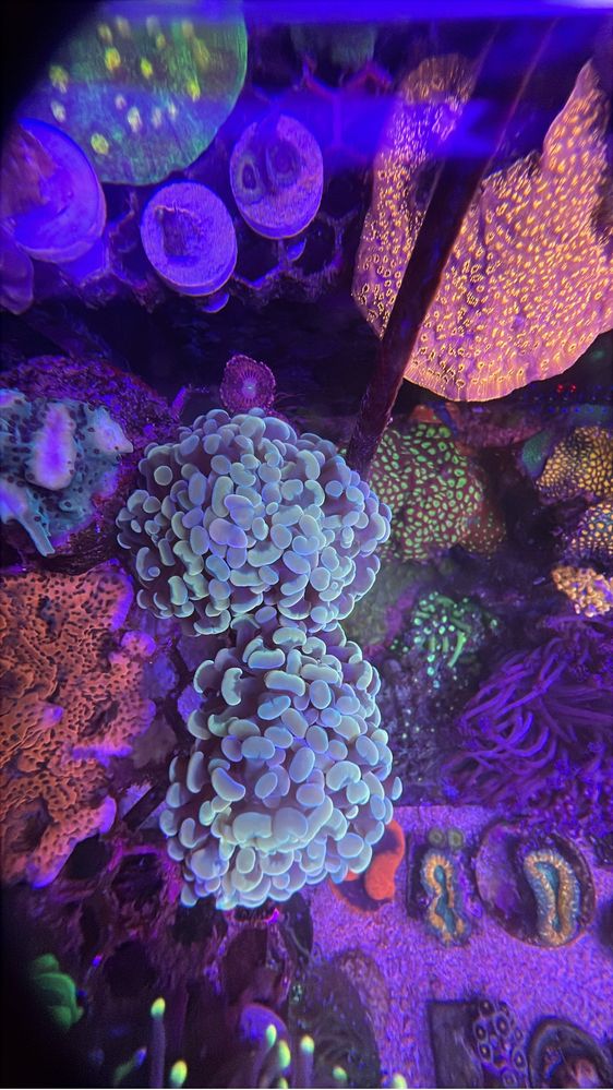 Corais / Frags para aquario de agua salgada