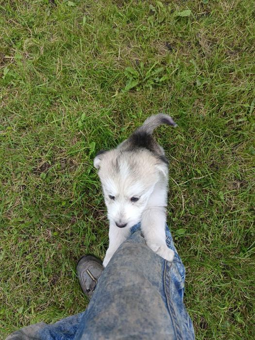Husky śliczna sunia