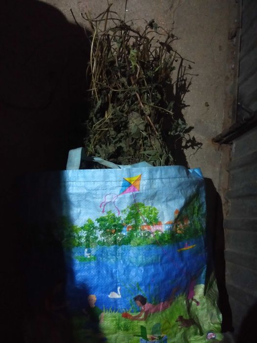Cidreira seca (planta)