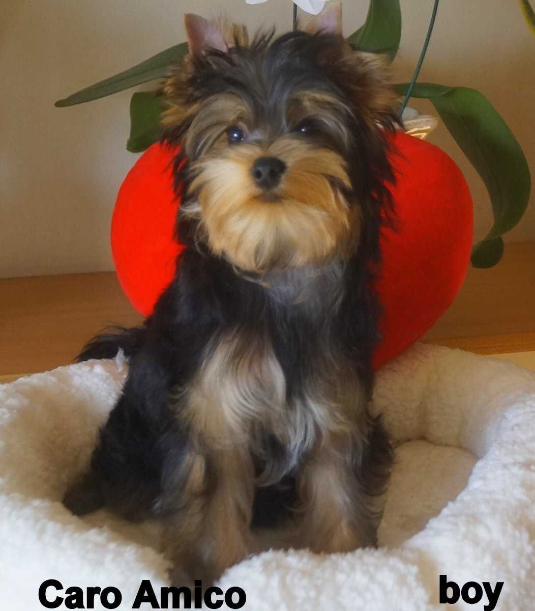 Yorkshire Terrier /FCI /odchowany piesek.