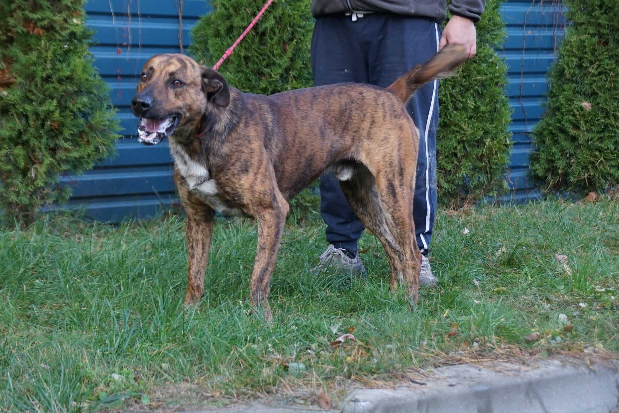 Gryf Szuka domu -schronisko Jasionka-aktualne Łódzkie