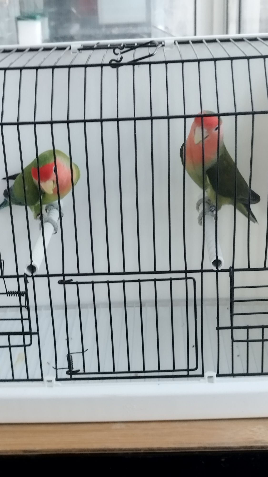 Casal Agapórnis roseicollis.