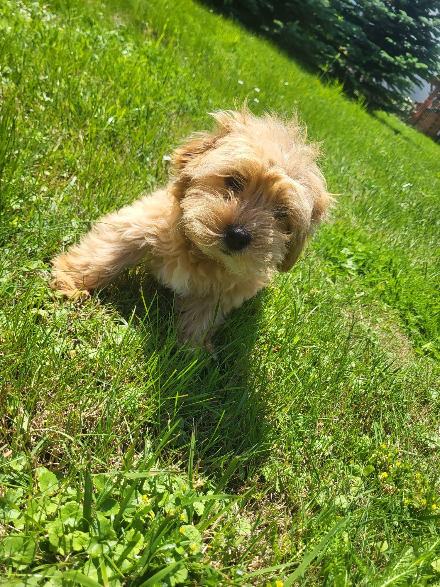Śliczna sunia Maltipoo