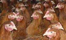 Kury Nioski z jajkiem młode Rosa Messa Leghorn.Dowóz GRATIS do klienta