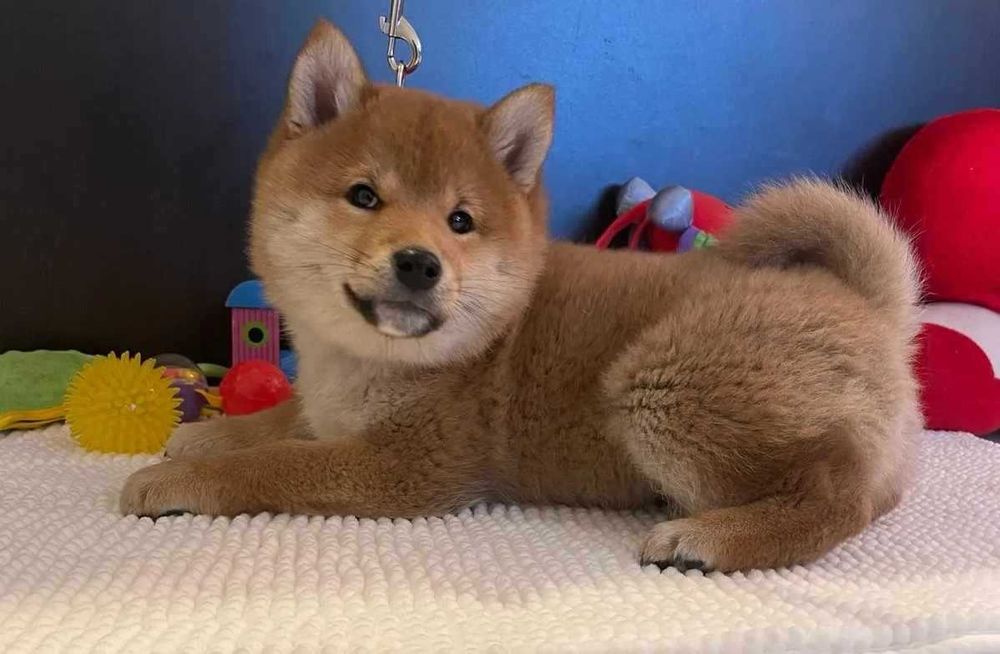 Szczeniak Shiba Inu rezerwacja.