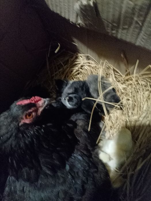 Продам подброшенный ціплята Джерсіский гігант