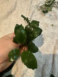 Rosliny akwariowe Anubias szczepki