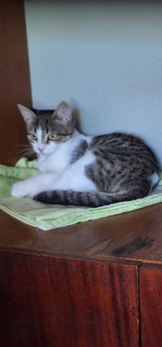 Котенок девочка бесплатно. Кошечка. Котята даром. Кошка.