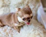 Chihuahua miniaturka lilac fawn tan