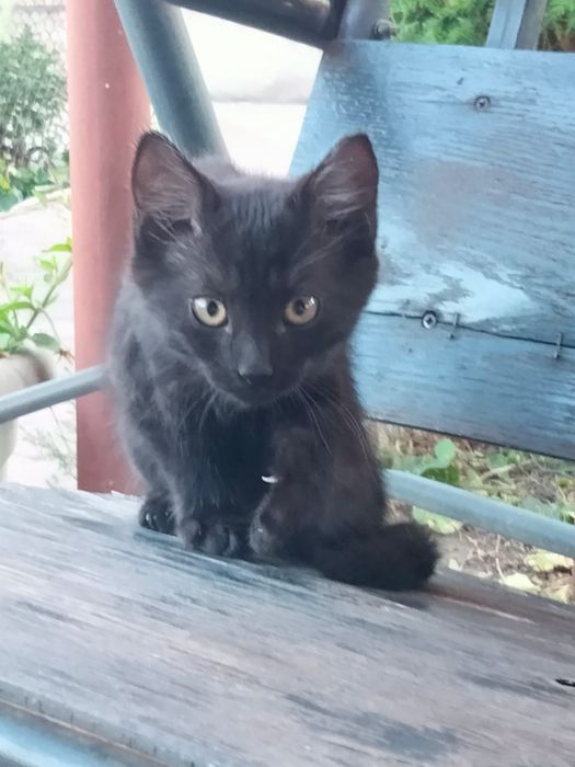 Кошенята котята чорні