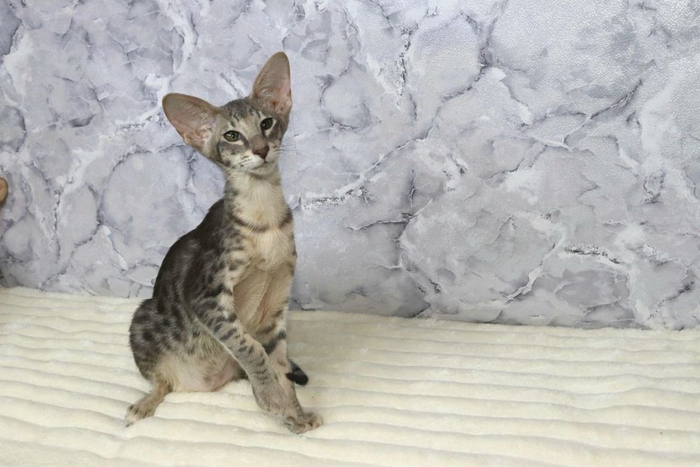 Найніжніший орієнтал