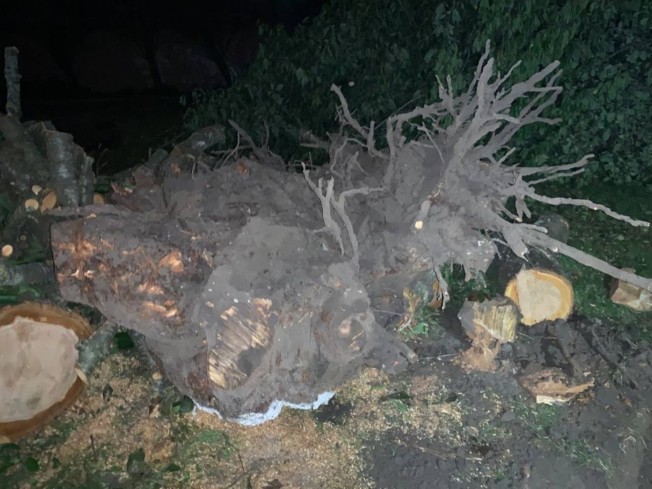 Корчування дерев.Корчування пеньків.Спилювання дерев