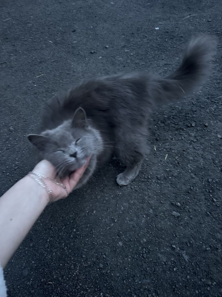 Віддам кішку.