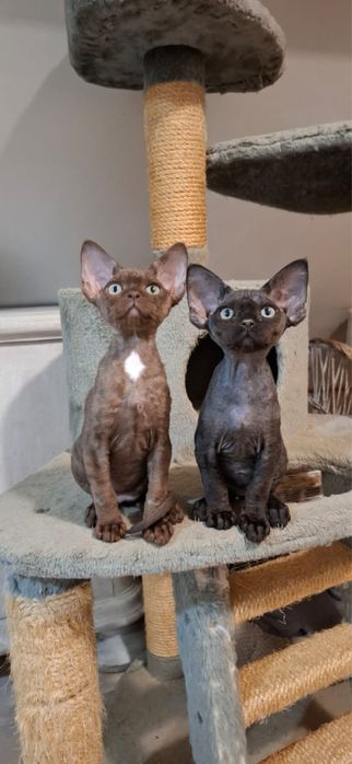 Czekoladowa pieknosc - devon rex