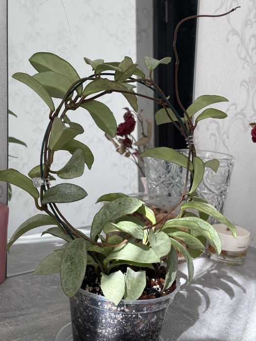 Хойи різні види/Hoya