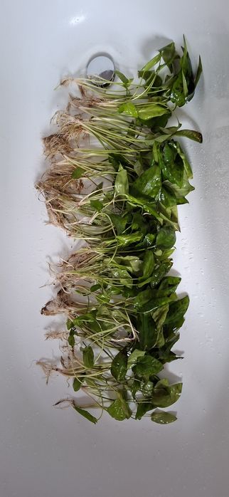 żabienica - roślina akwariowa