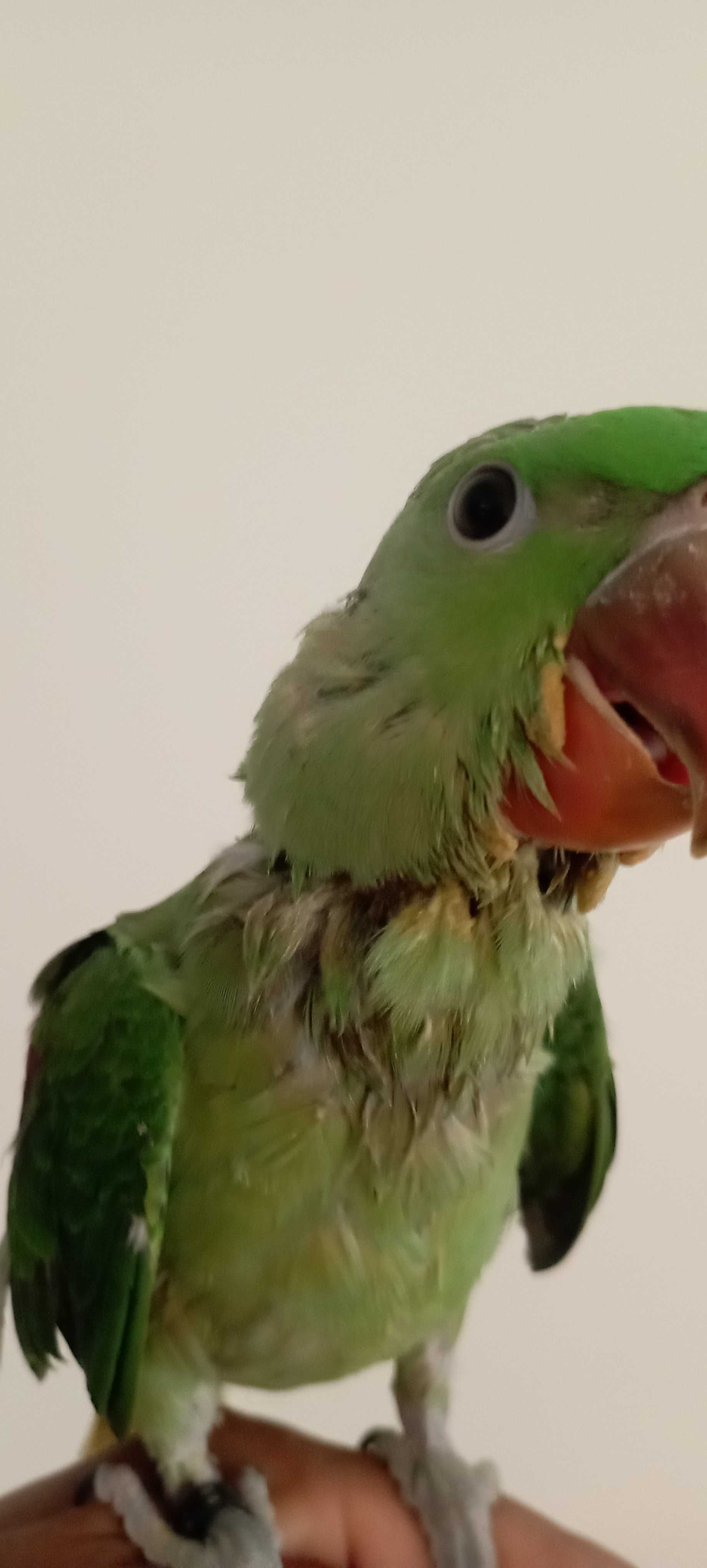 Papagaio alexandrino para troca , ave ótima para pet ,