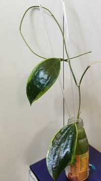 Hoja hoya macrophylla albomarginata ukorzeniona
