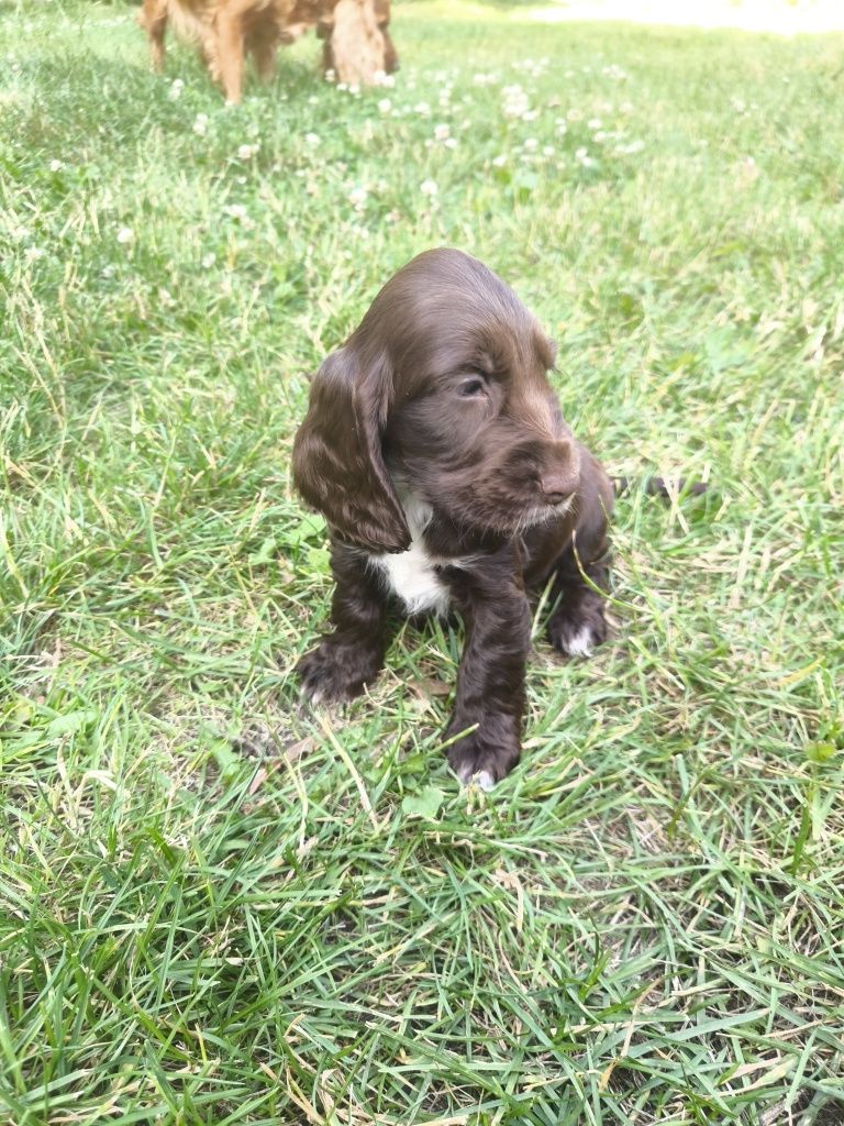 Cocker spaniel angielski - czekoladowa suczka